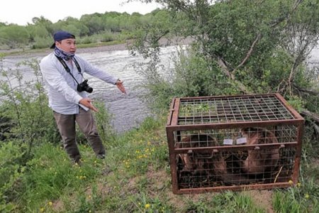 Тэрэлж голд Минж нутагшуулав