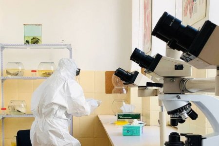 Коронавирүст халдварыг илрүүлэх, тандах өргөтгөсөн шинжилгээнд идэвхтэй хамрагдлаа