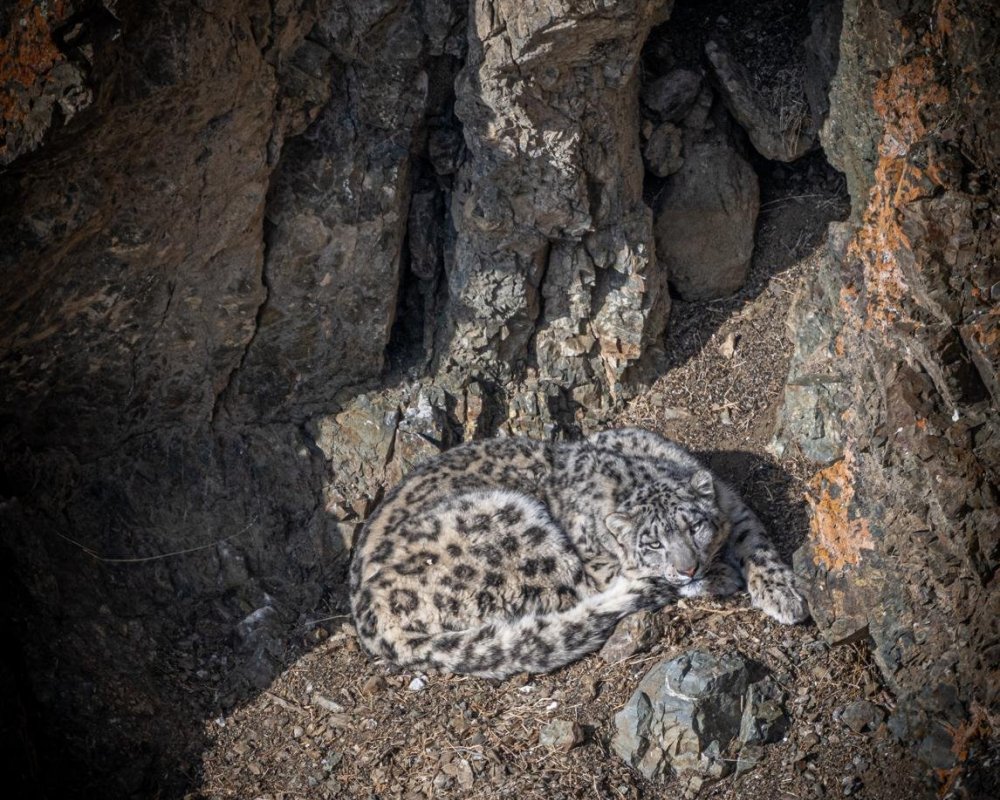 Snow Leopard Tours in March 2025