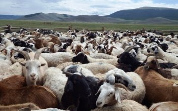 Standards aimed at increasing the competitiveness of Mongolian livestock products in the world market have been approved.