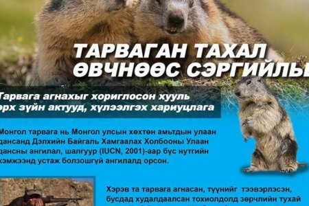 ТАРВАГАН ТАХАЛ ӨВЧНӨӨС СЭРГИЙЛЬЕ! 