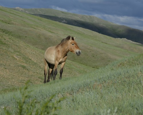 Land of Wild Horses