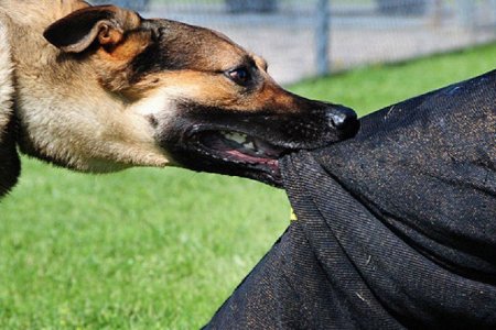 Галзуу өвчний эрсдэлд өртсөн тохиолдол 36 хувиар өсчээ