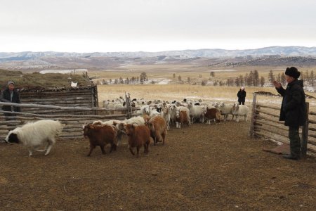 Мал нь хорогдсон малчин нотлох баримт гарган татвар ногдуулах малын тооноос хасуулаад явах боломжтой