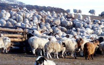 Нийт малын тоо өмнөх онтой харьцуулахад 268.4 мянгаар өсчээ