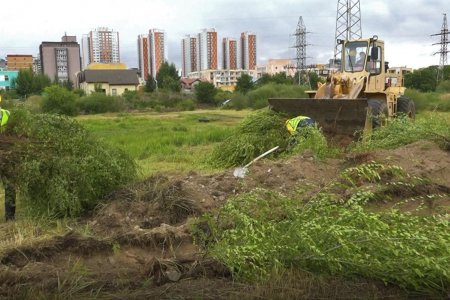 Авто замын трасст орсон бургаснуудыг шилжүүлэн суулгаж эхэллээ