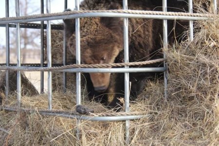 Онон Балжаас олдсон хүрэн баавгайг торонд тэжээж байна