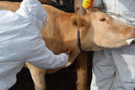 Шүлхий өвчин бүртгэгдсэн 2 аймагт 10 гаруй хоногийн хугацаанд нийт 779 толгой мал өвчилж, 77.2 хувийг нь устгалд оруулжээ