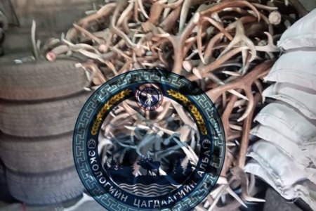 Хашаандаа 269 ширхэг бугын эвэр хадгалж байжээ