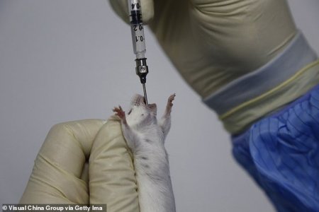 Хөрвүүлсэн хүний эсийг ашиглан чихрийн шижинтэй хулганыг эмчилжээ