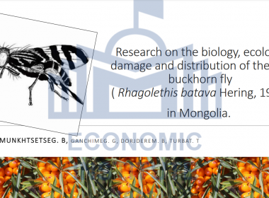 Research on the biology, ecology, damage and distribution of the sea buckhorn fly ( Rhagolethis batava Hering, 1958) in Mongolia.