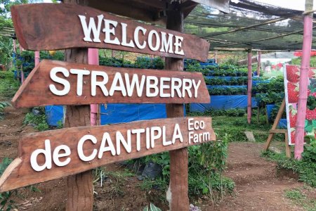 ХАРДАА: Себу хотод байдаг гүзээлзгэний ферм 