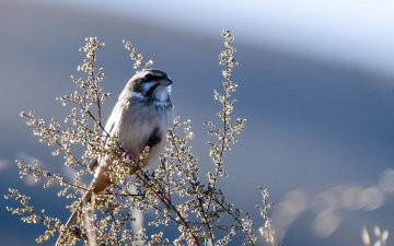 Autumn birding trip to Eastern Mongolia  - Jankowski’s Bunting and more