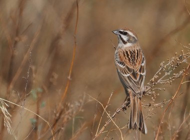 Spring bird migration watching and photography trip to Eastern Mongolia. 