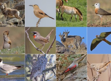 Birding & Mammal Watching Tour