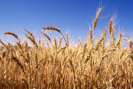 Үр тарианы хураалт 25.1 хувь байна