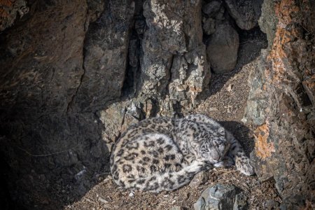 Snow Leopard Tours in March 2025