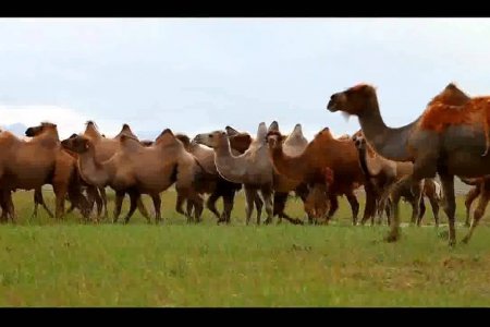 Mongolian rangeland is at the crossroads/ Бэлчээрийн доройтол салаа замын уулзварт