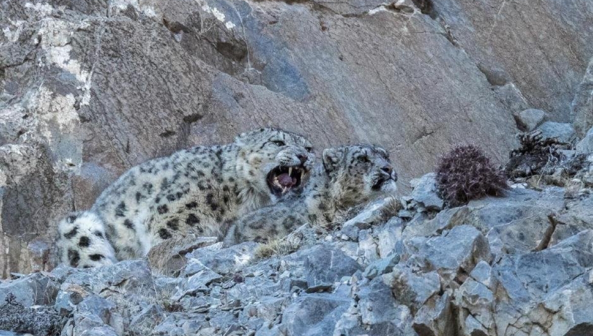 Snow leopard and Pallas's cat winter photography tour