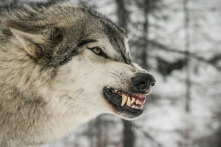 Мал, амьтнаас хүнд халдварладаг галзуу өвчнөөс сэргийлье