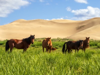 Gobi Desert Tour - 4 days 