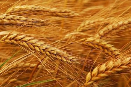 Энэ жил ургац хураалт төлөвлөсний дагуу хийгдэхээргүй байна