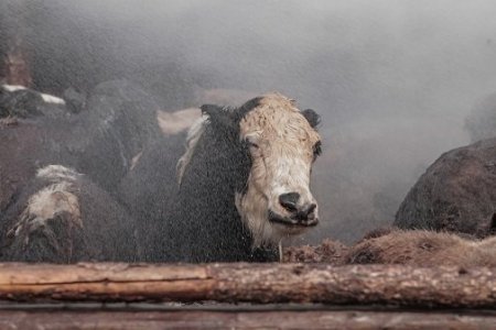 Орон даяар мал угаалгыг тогтмол хийж эхэлснээр махны гарц 15 хувиар ноосны гарц 30 орчим хувиар нэмэгджээ