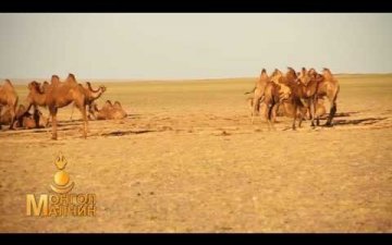 Camel wool preparation and quality improvement/Тэмээний ноосны бэлтгэл, чанарыг сайжруулах