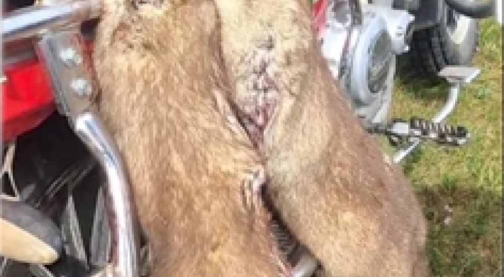 Сэлэнгэ аймгийн Зоонозын өвчин судлалын төвөөс мэдээлэл хүргүүлж байна.