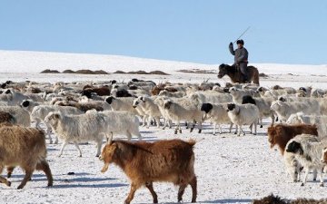 How is the wintering condition in Mongolia?