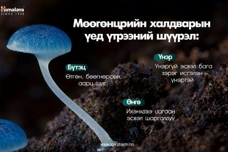  Мөөгөнцрийн халдварын үед үтрээний шүүрэл