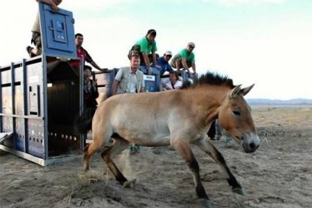 Прагийн амьтны хүрээлэнгээс дөрвөн тахь Монголд нутагшуулжээ