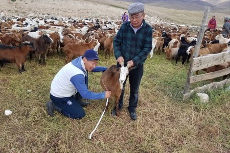 НАРИЙНТЭЭЛ СУМЫН ЯМААН СҮРЭГТ ҮЗЛЭГ АНГИЛАЛТ ХИЙЖ ЦӨМ СҮРЭГ БҮРДҮҮЛЭВ