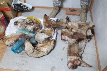 8 БОДГАЛЬ ТАРВАГАНЫ АРЬСТАЙ, БОЛОВСРУУЛААГҮЙ МАХЫГ УЛААНБААТАР ХОТ РУУ ОРУУЛАХЫГ ЗАВСАН ҮЙЛДЛИЙГ ТАСЛАН ЗОГСООЛОО