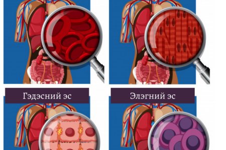 Эс гэж юу вэ? Вирүс болон бактер хоорондоо ямар ялгаатай вэ? 
