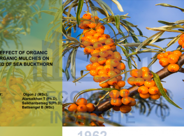 THE EFFECT OF ORGANIC AND INORGANIC MULCHES ON THE WEED OF SEA BUCKTHORN