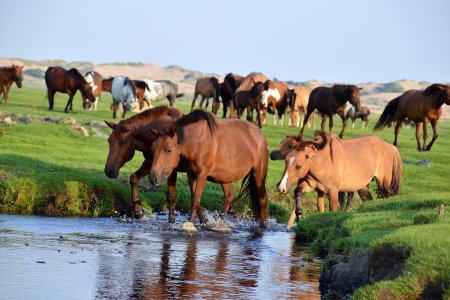 MONGOLIAN HORSE