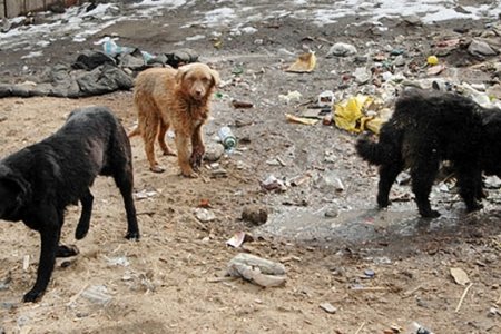 Зуслангийн бүсэд зэрлэгшсэн нохойн устгал явагдлаа