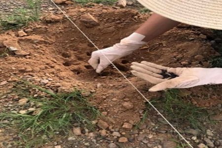 Говийн ховордсон ургамлуудыг сэргээхэд “Эрдэнэс Тавантолгой” хамтарна