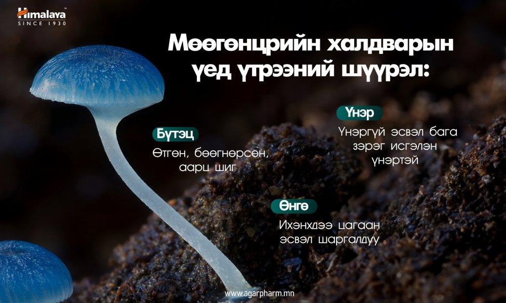  Мөөгөнцрийн халдварын үед үтрээний шүүрэл