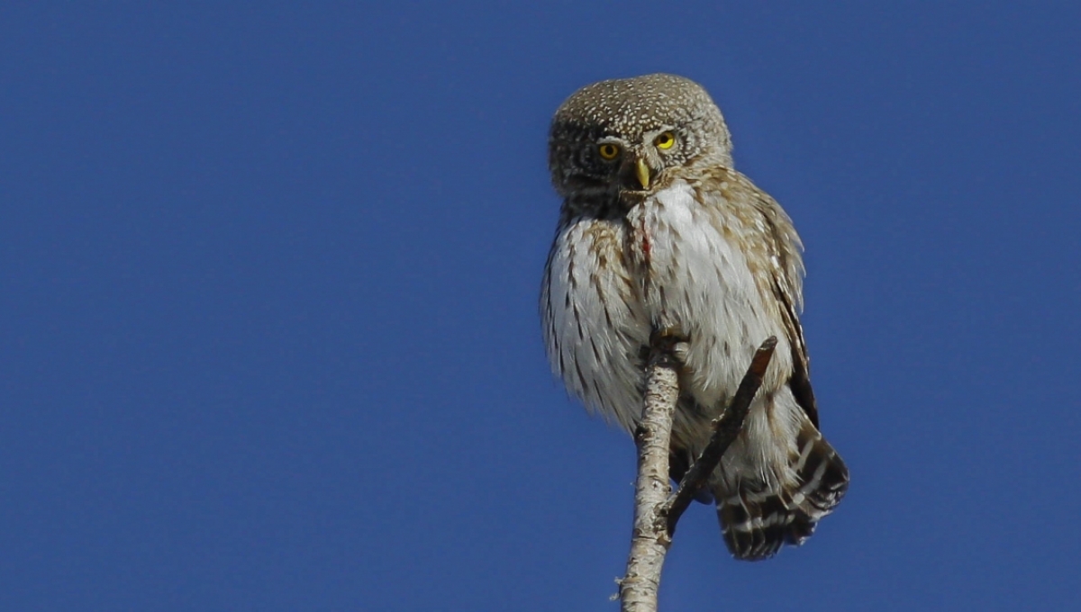 Raptor Watching Tour