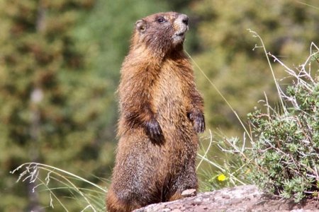 БАЯН-ӨЛГИЙ АЙМГИЙН ХОЁР ИРГЭН ТАРВАГАН ТАХАЛ ӨВЧНӨӨР ӨВЧЛӨӨГҮЙ БОЛОХ НЬ ТОГТООГДЖЭЭ