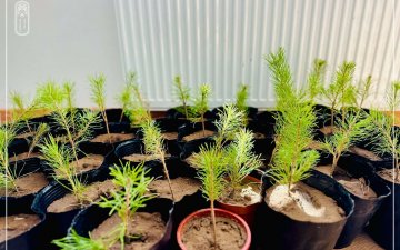 Dornod Province Department of  State Registration is giving pine trees as gifts to citizens who have registered births and marriages