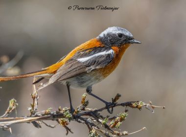 BIRDING MONGOLIA TOUR 2025