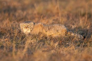 Autumn mammal (Snow leopard and Pallas’ cat) and bird migration watching tour with STARLING Reizen.