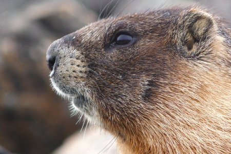 Тарваган тахал өвчний халдвар авсан нэг иргэн амиа алджээ