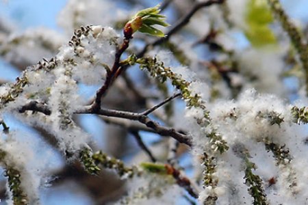 Улиасны тоосны харшлаас сэргийлэх 10 арга