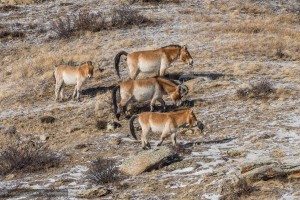 Heartland of Mongolia (12 Days)