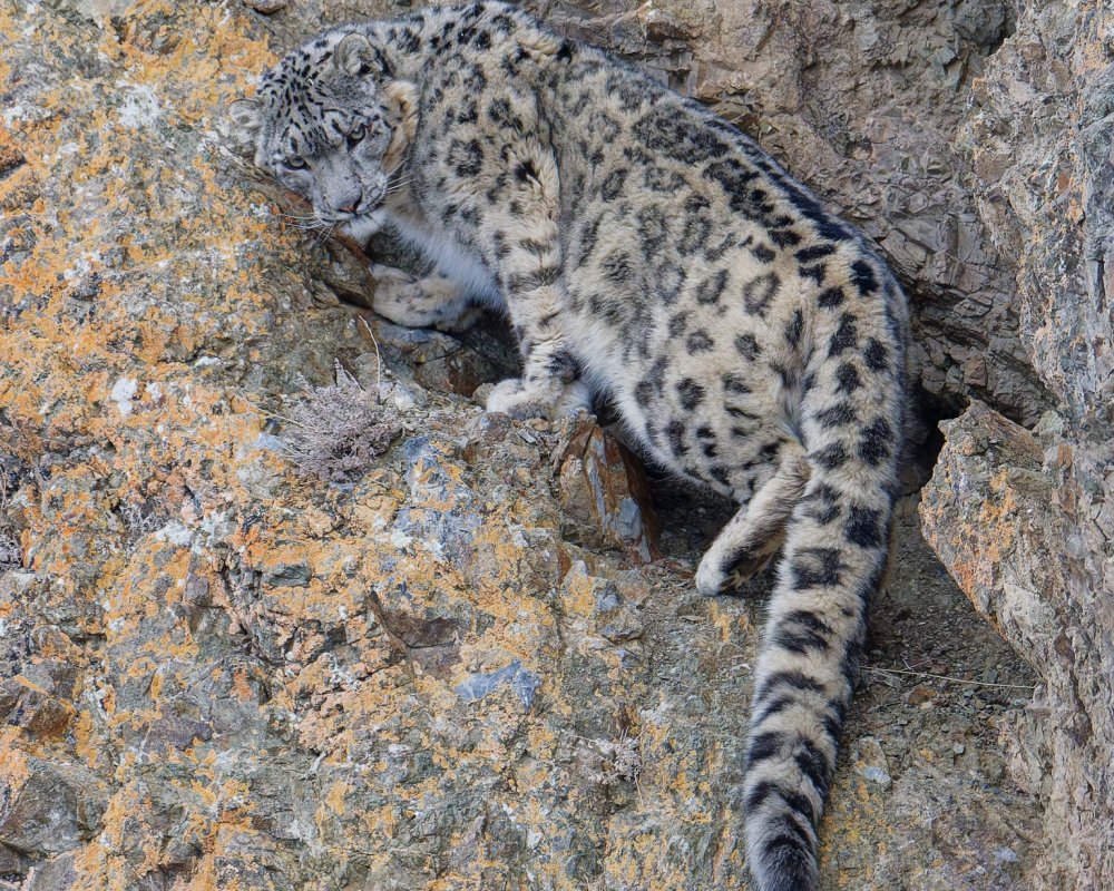 Snow Leopard Tour in November 2024