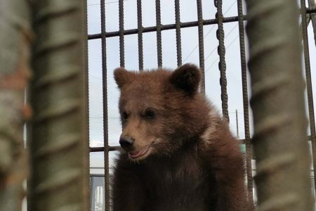 Байгаль хамгаалагчид бамбаруушийг тайгад нь тавилаа